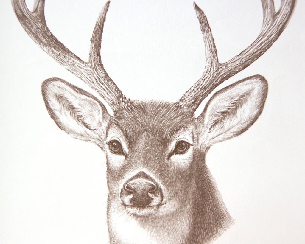 Gene Galasso drawing of a deer print on paper up close