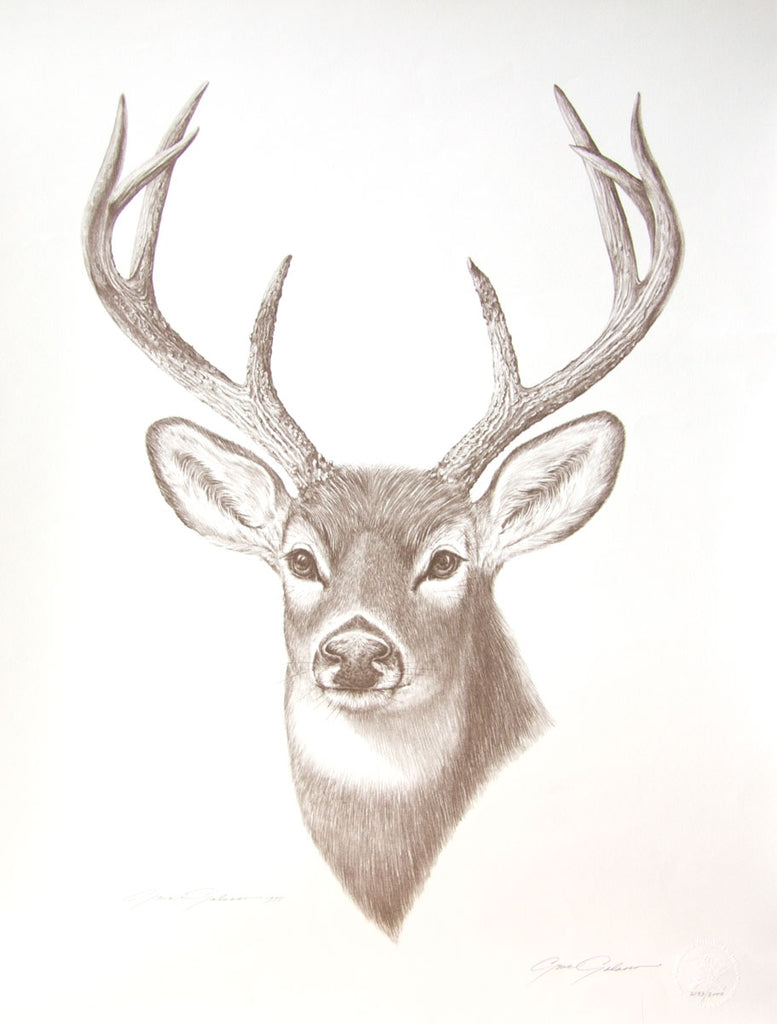 Gene Galasso drawing of a deer print on paper
