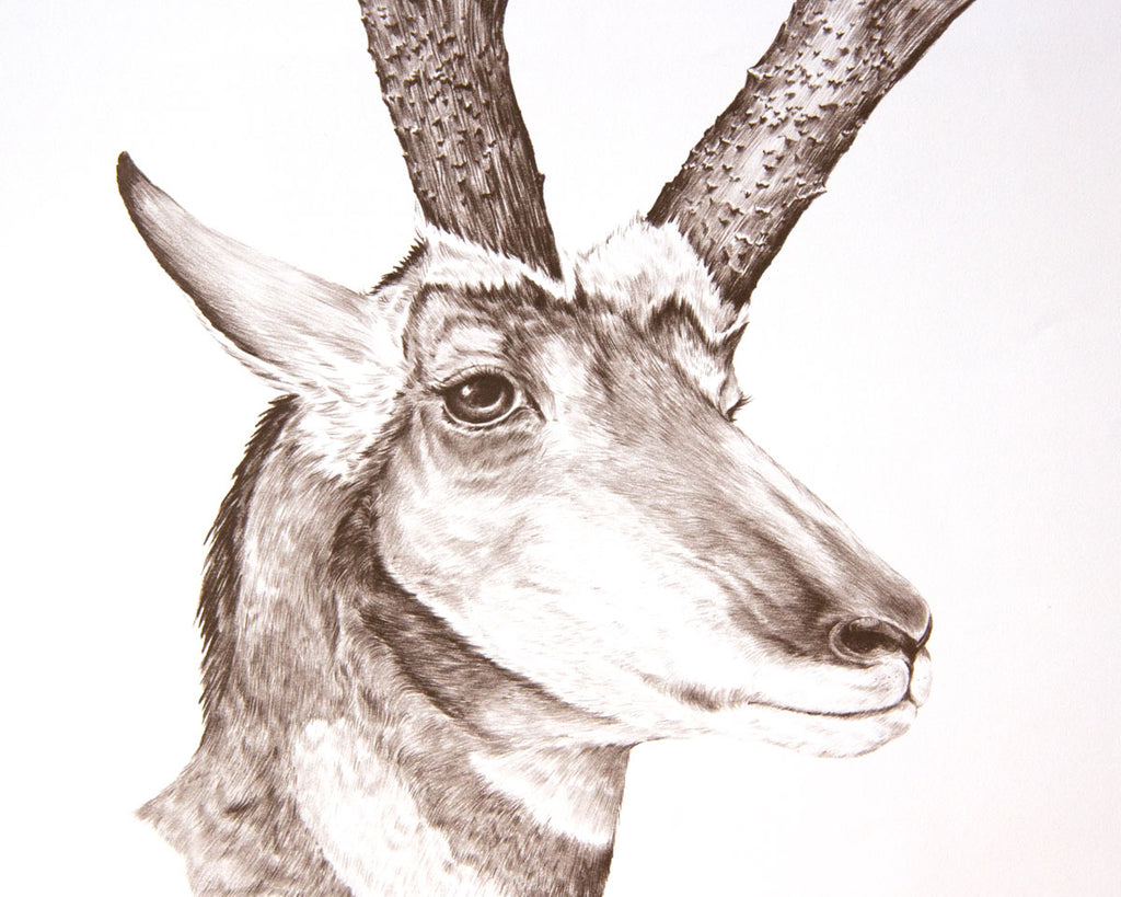 Pronghorn antelope art print by Gene Galasso up close