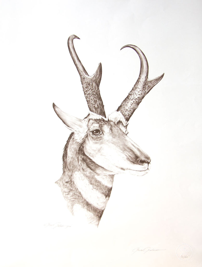 Pronghorn antelope art print by Gene Galasso