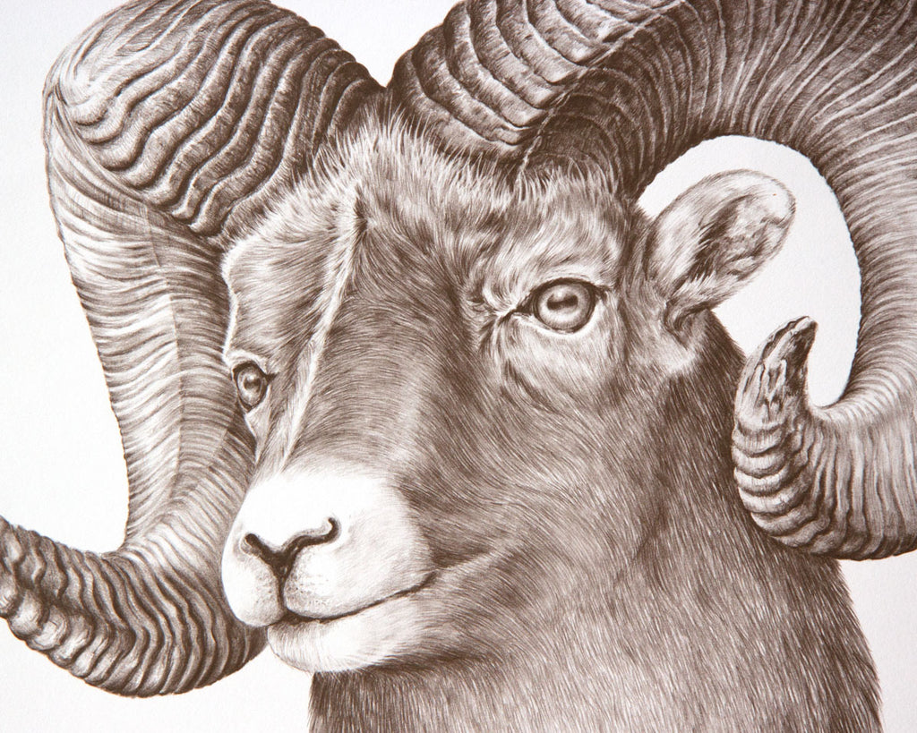 Bighorn sheep ram print by Gene Galasso up close