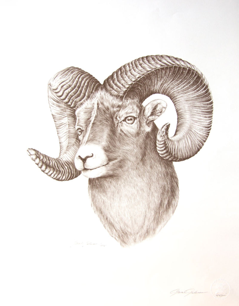 Bighorn sheep ram print by Gene Galasso