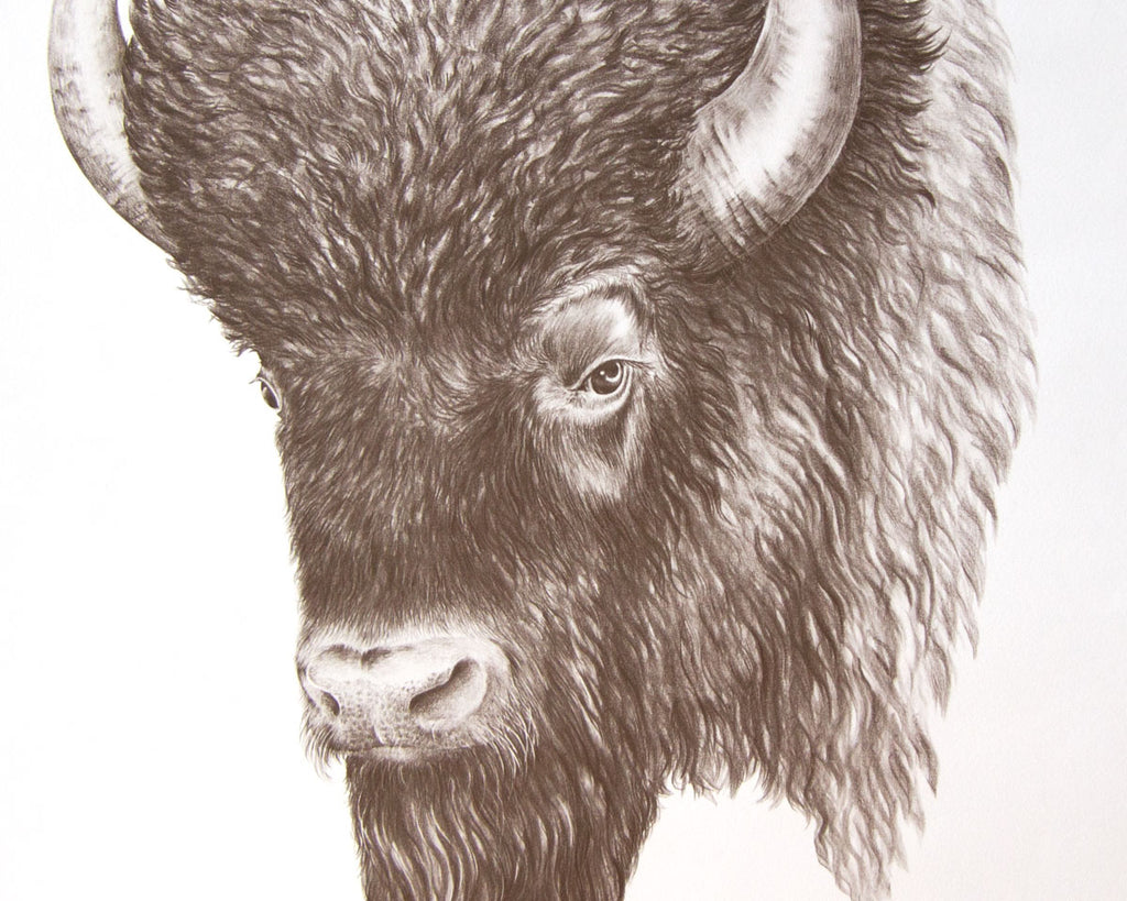 Bison drawing print by Gene Galasso up close
