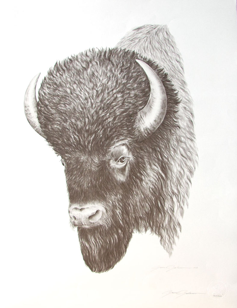 Bison drawing print by Gene Galasso
