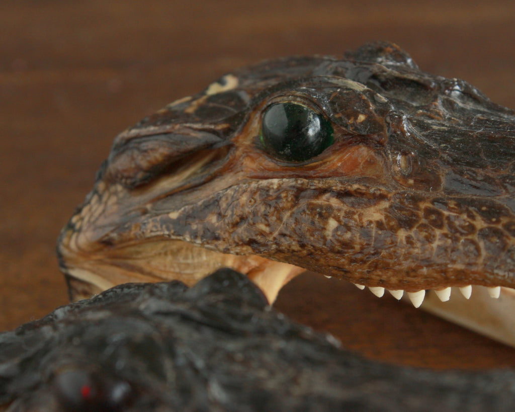 real taxidermy alligator head 6 in 
